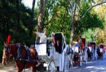 Central Park Horse and Carriage Tour